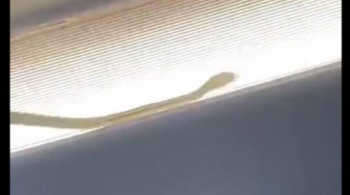 serpente volo air asia atterraggio emergenza video