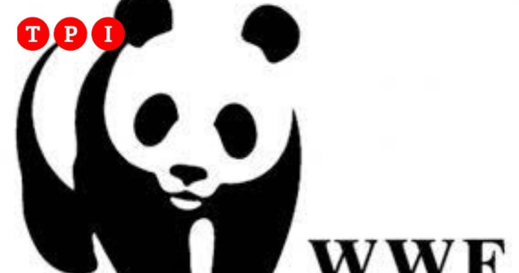 WWF cambio ai vertici Daniela Ducato eletta presidente