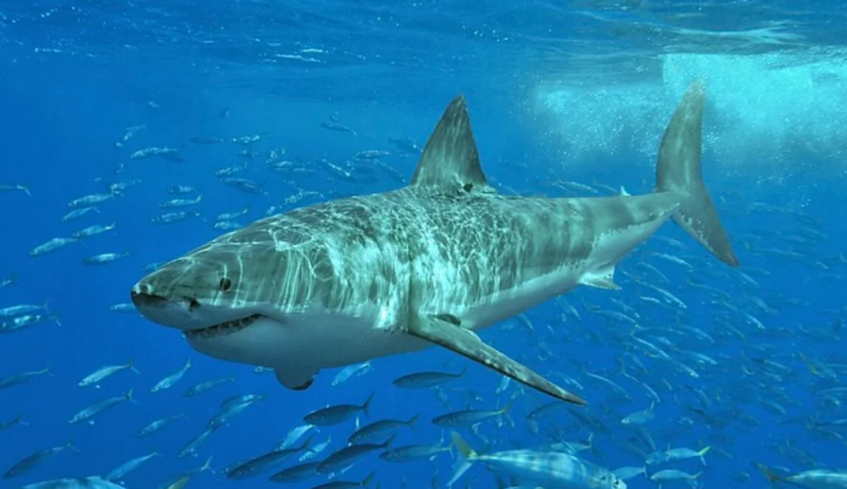 squalo bianco