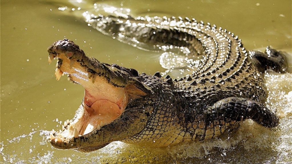 coccodrillo ucciso 15 anni lago indonesia