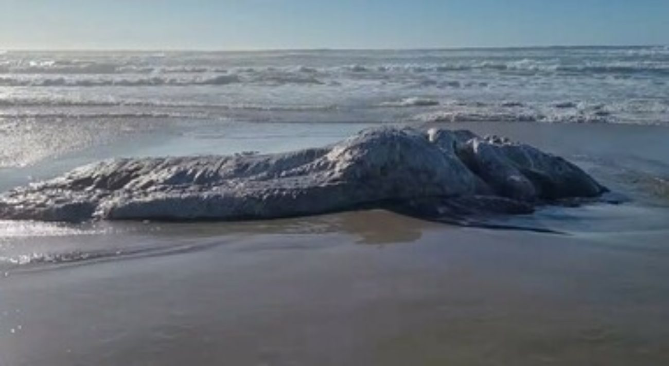 Stati Uniti misteriosa creatura marina trovata morta in spiaggia ipotesi degli esperti VIDEO