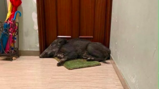 Immagine di copertina