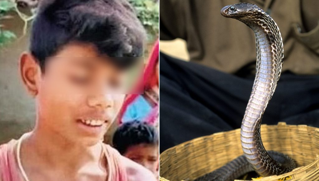 india cobra
