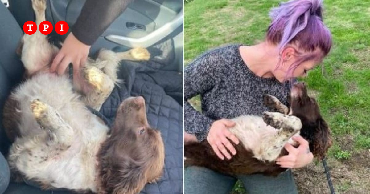 Seppellisce il cane in giardino, due giorni dopo lo ritrova ancora vivo