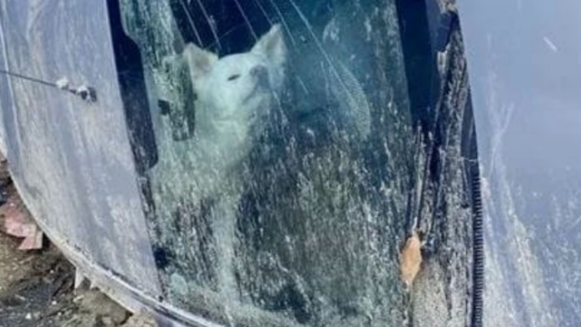 Ischia, il cane della famiglia rimasta vittima della frana ritrovato salvo in auto: “Aspettava i padroni”