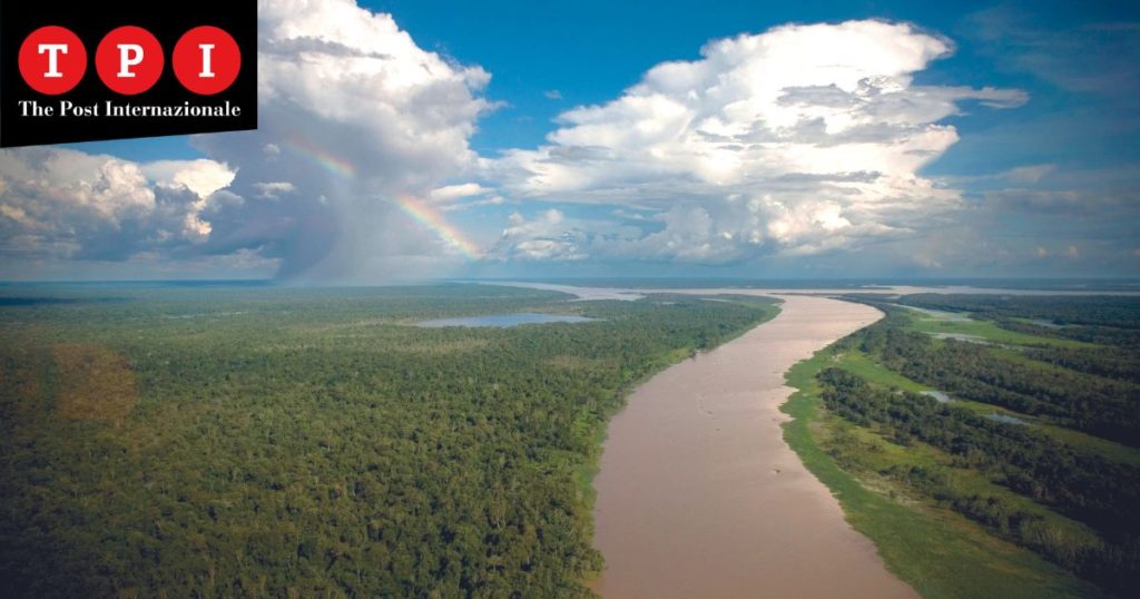 amazzonia soia legname alberi carne manzo allevamento sfruttamento potassio deforestazione