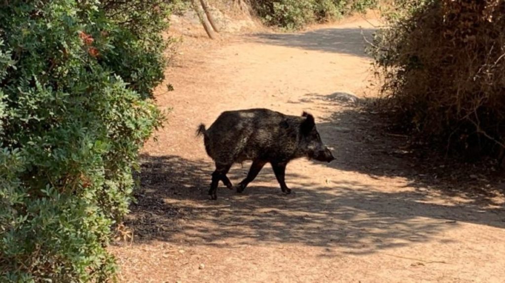 cinghiali caccia emendamento