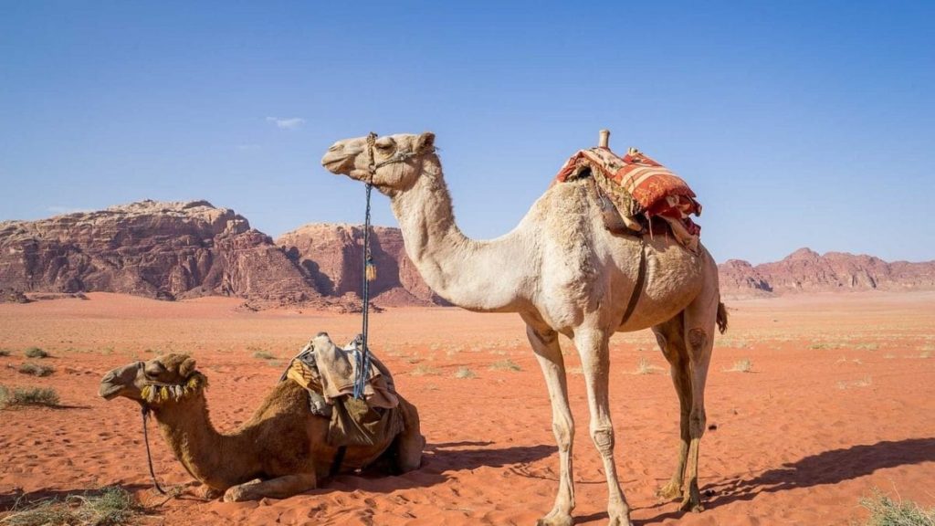 influenza cammello qatar