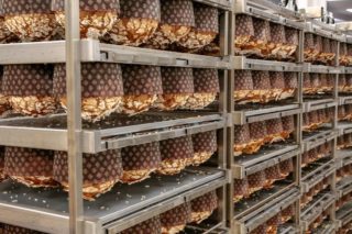 Immagine di copertina