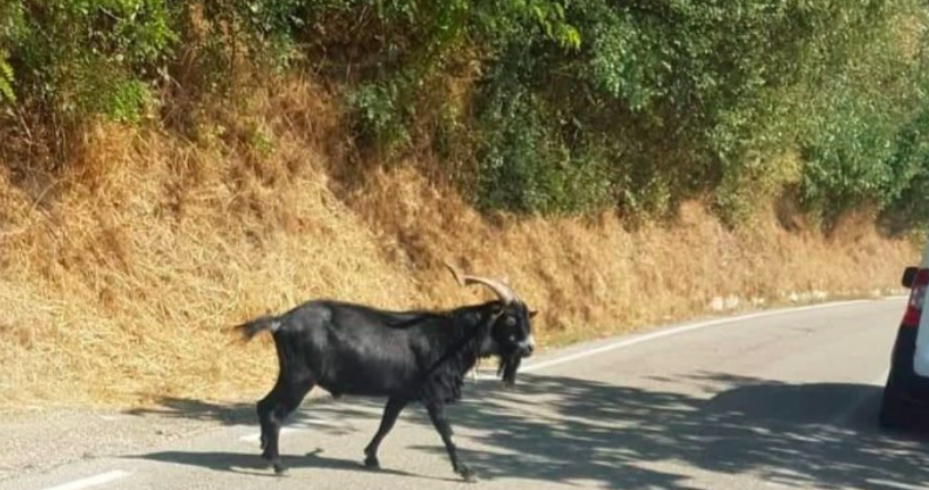 caprone assalta auto