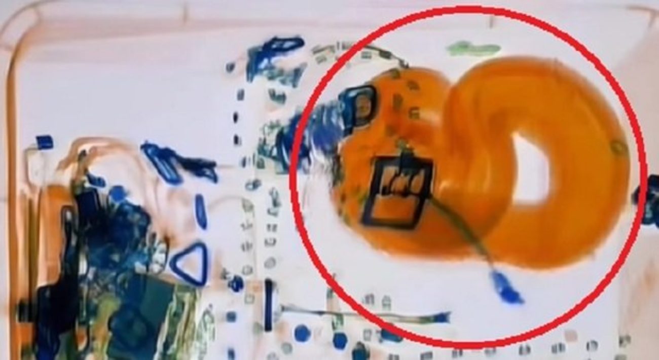 boa costrictor serpente bagaglio a mano aeroporto aereo tampa florida stati uniti