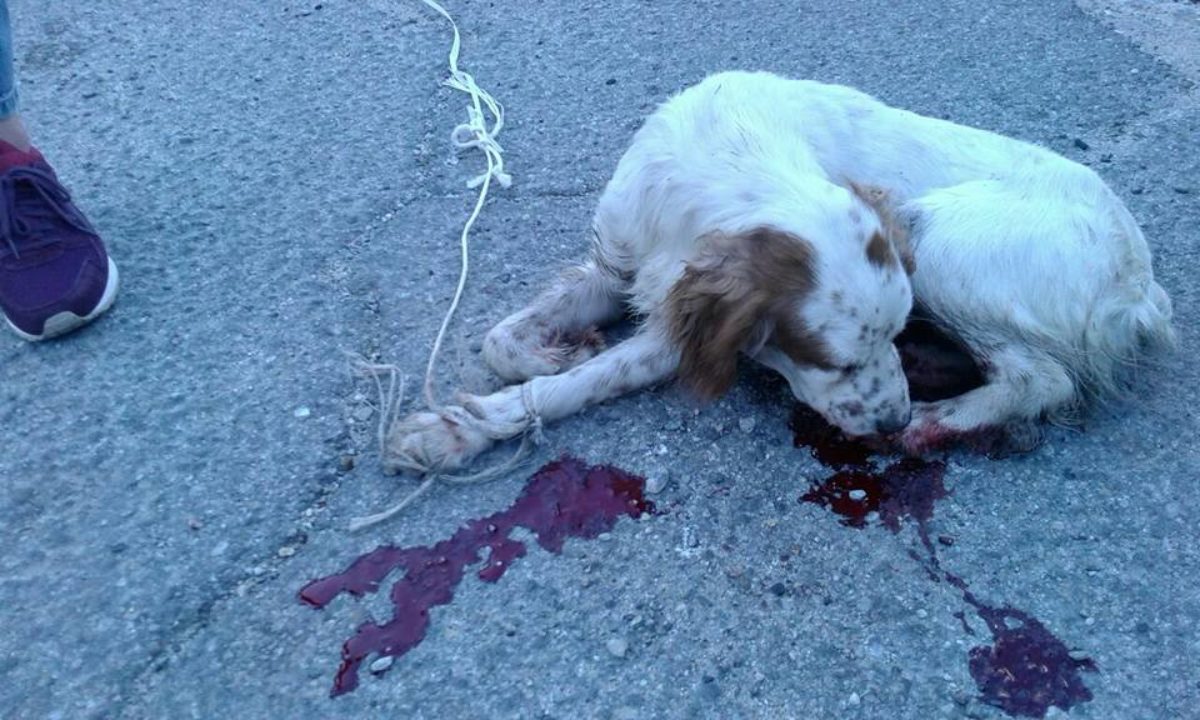 cani legati trascinati