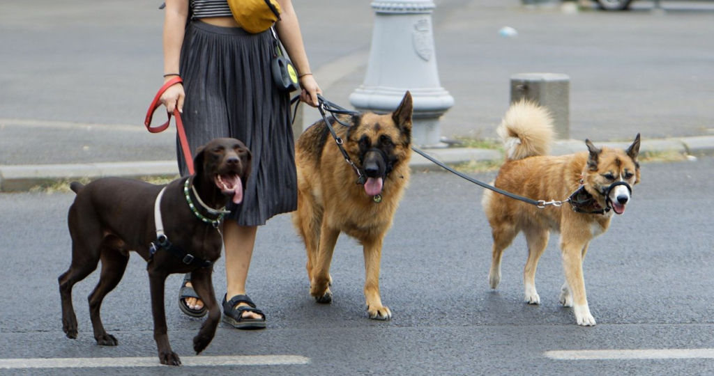 dogsitter sbranata regno unito