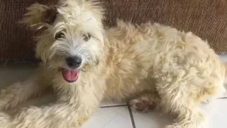 Immagine di copertina