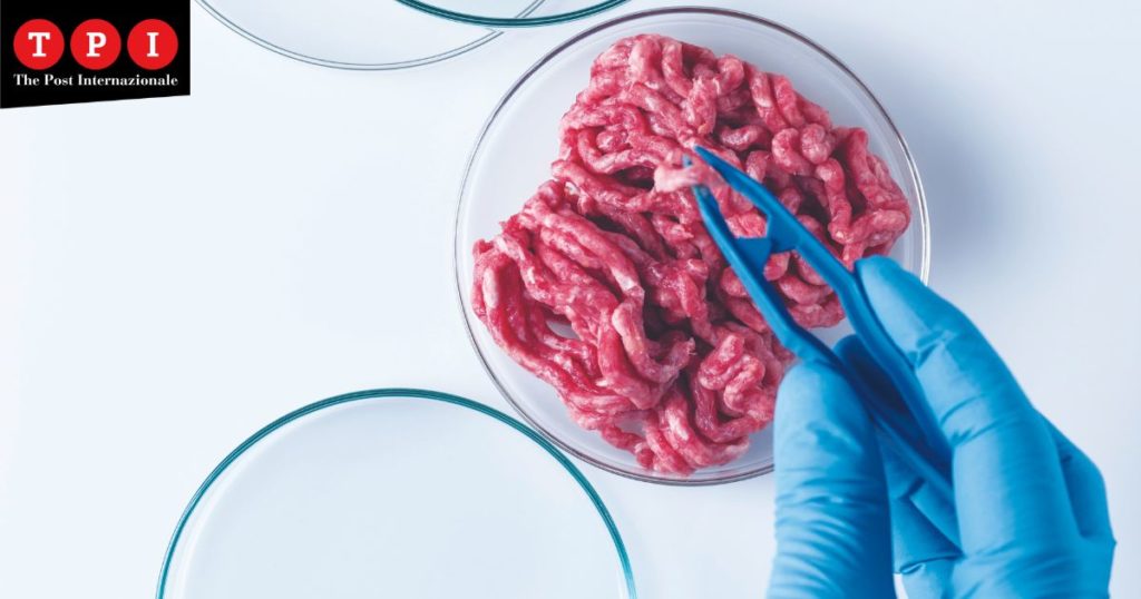 carne artificiale insetti alghe cibo ambiente