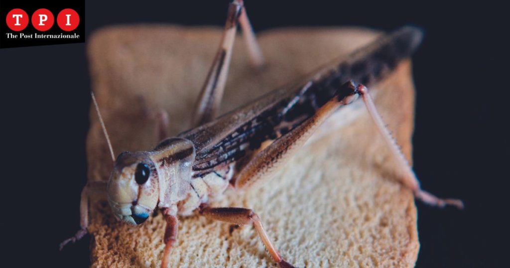 grilli insetti mangiare cibo locuste vermi tarme ue