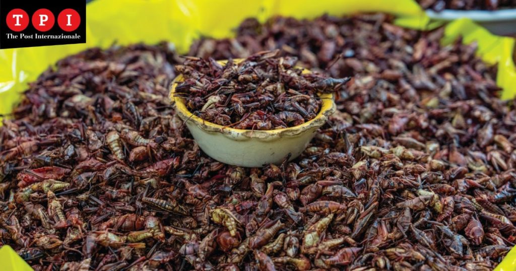 insetti coldiretti qualità trasparenza mangiare tarme locuste vermi grilli farina grillo