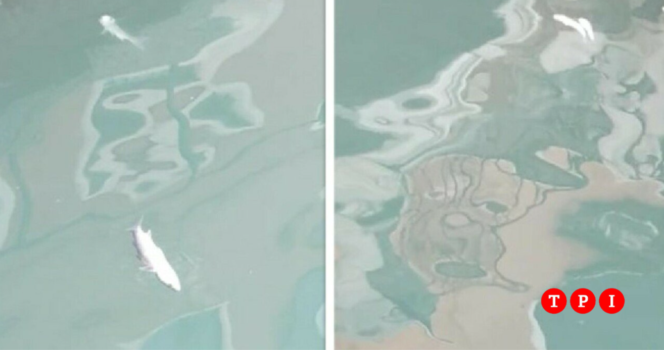 Venezia, moria di pesci tra i rii della città il fenomeno inspiegabile