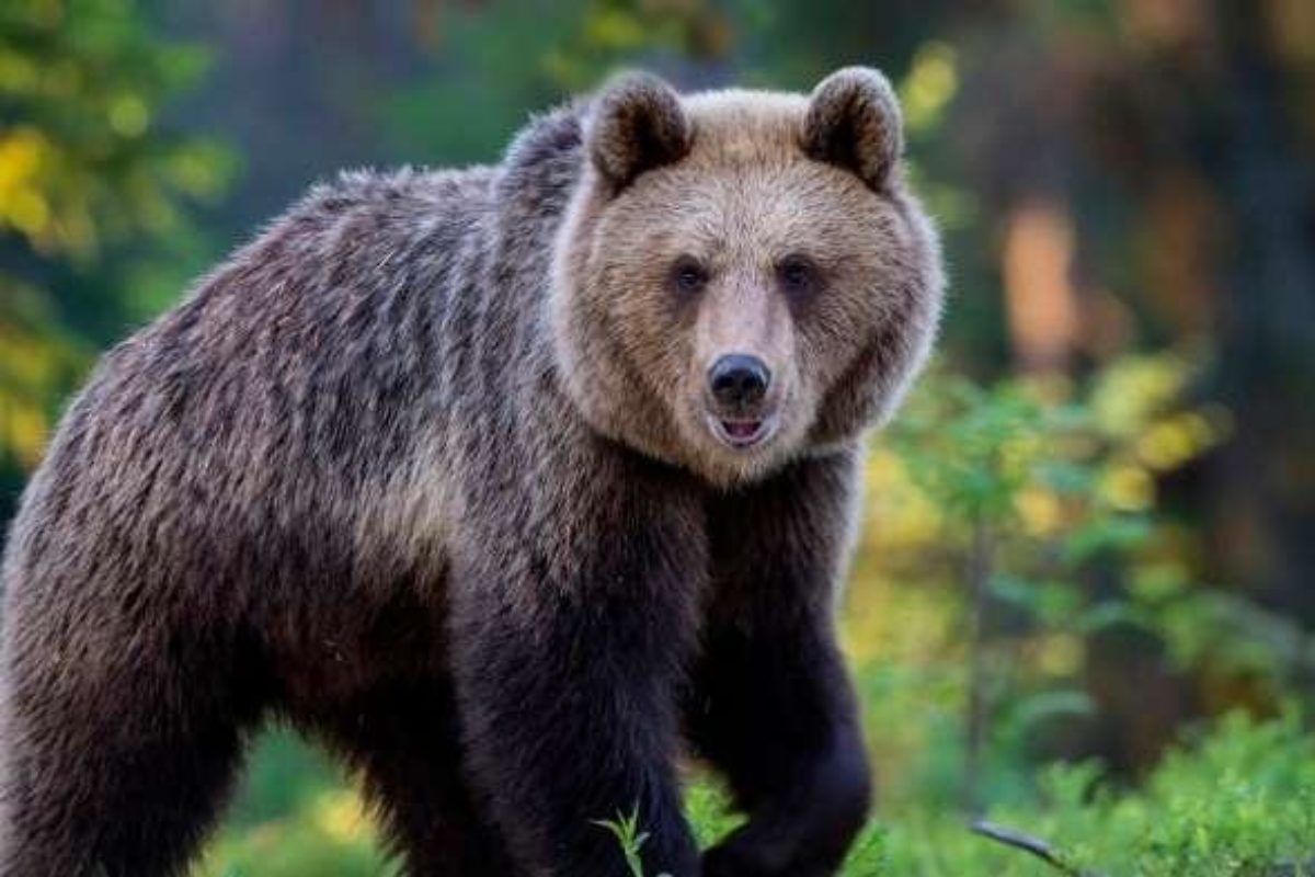 Trentino escursionista aggredito da un orso