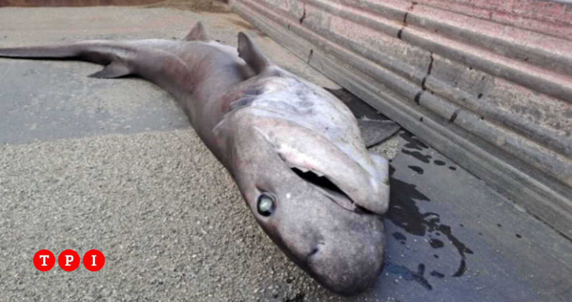 Messina, squalo morto a due metri dalla riva trovato dai residenti