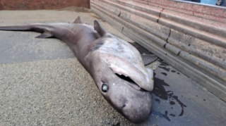 Immagine di copertina