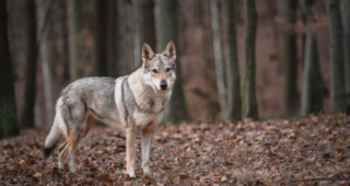 Immagine di copertina