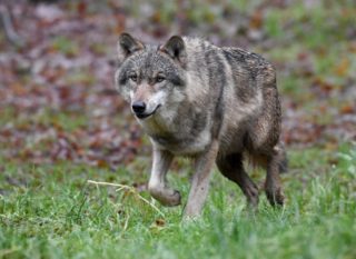 Immagine di copertina