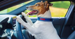 Immagine di copertina