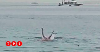 Immagine di copertina