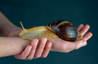 Immagine di copertina