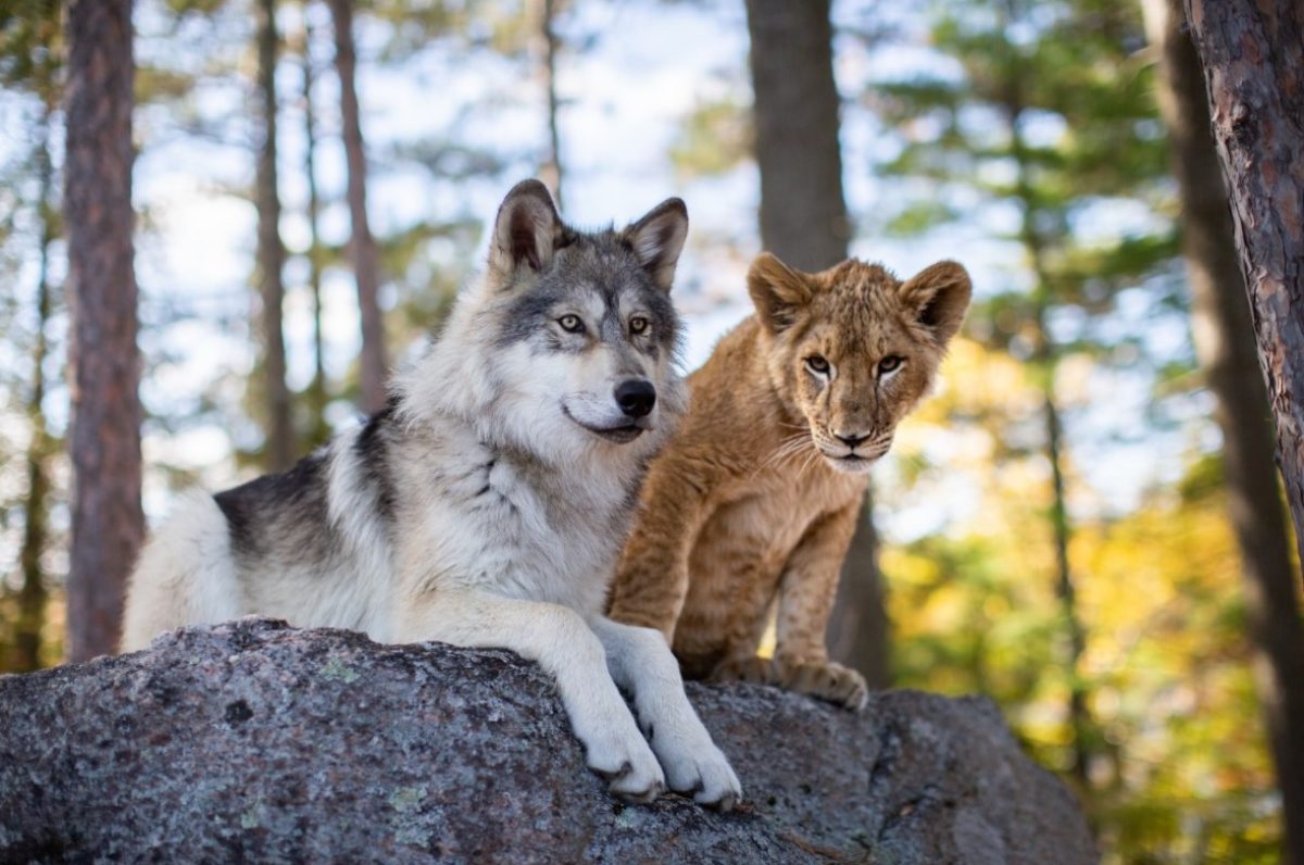 The wolf and the lion plot, cast and streaming of the film on Sky