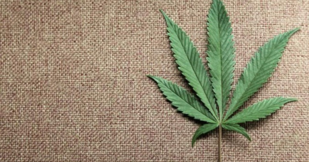 marijuana piantagione