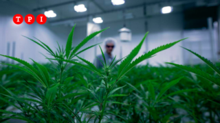 Immagine di copertina