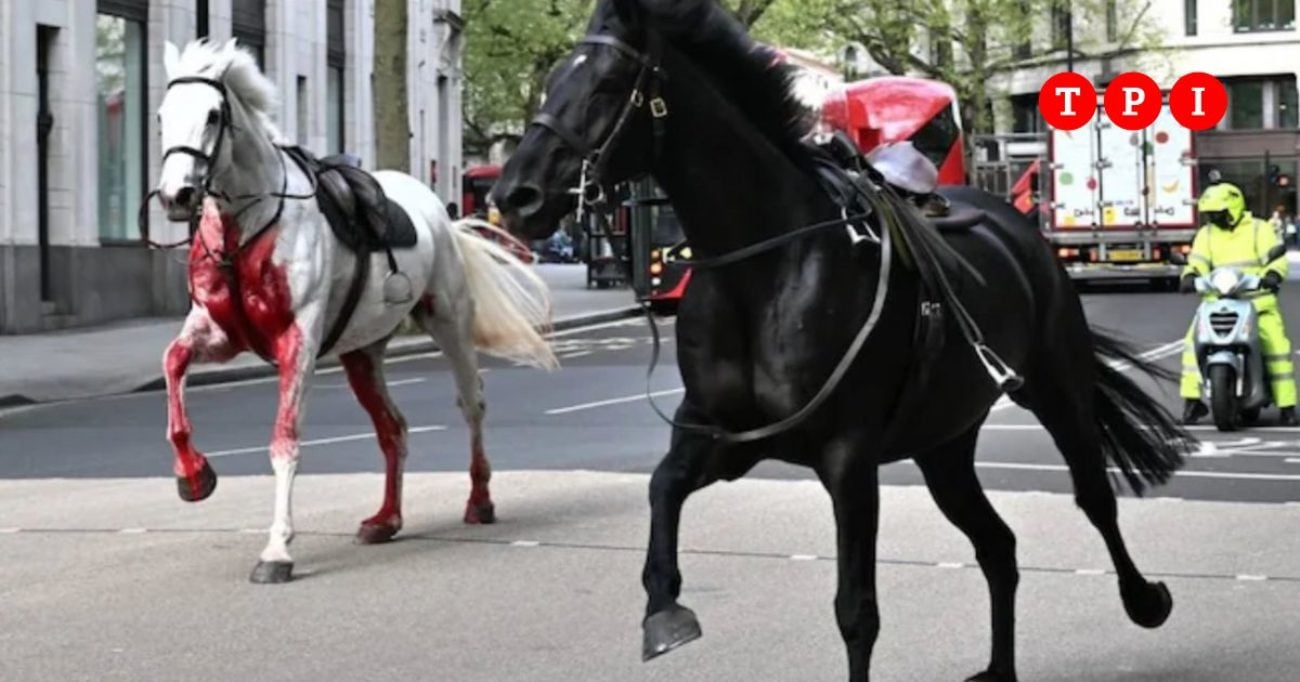 Regno Unito, due cavalli corrono liberi nel centro di Londra: almeno una persona ferita