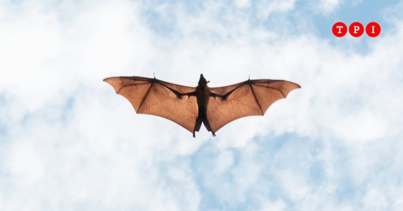 Scoperto nuovo da Tpi.it Scoperto un nuovo coronavirus in Cina si trasmette dai pipistrelli agli esseri umani