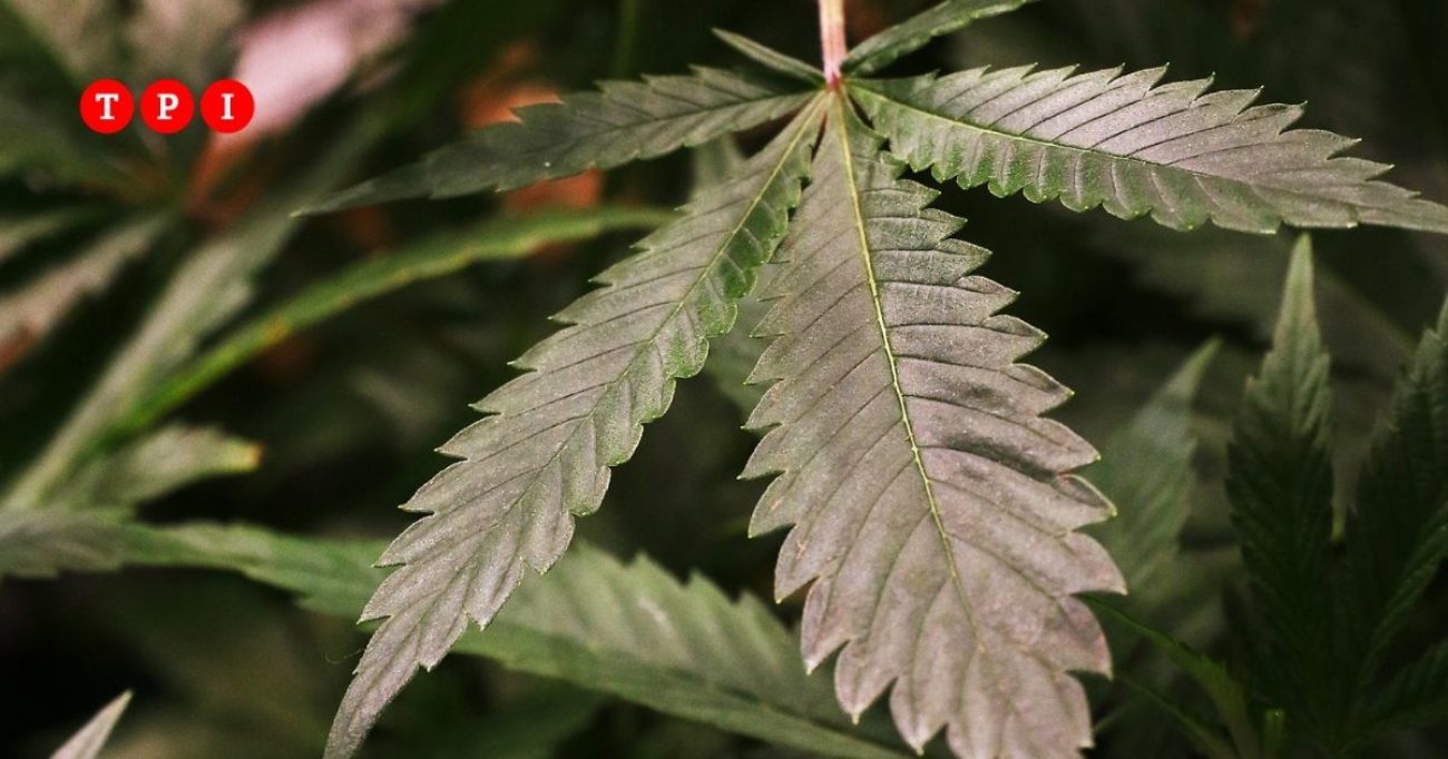 Adesivo Decalcomania Vinile Foglia Di Cannabis Per Uso Medico 420 - Foto 2