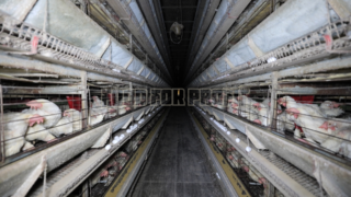 Immagine di copertina