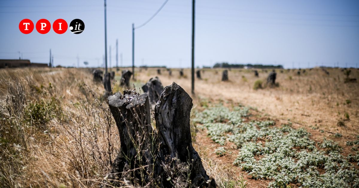 La Puglia verso le regionali: le politiche anti Xylella sono davvero la soluzione? La Puglia verso le regionali: le politiche anti Xylella sono davvero la soluzione?