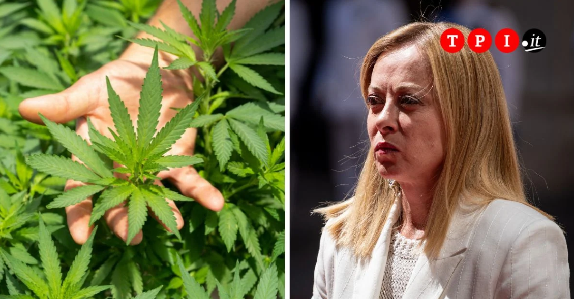FdI cambia idea sulla cannabis light: prima l’ha vietata, ora vuole farla diventare monopolio di Stato