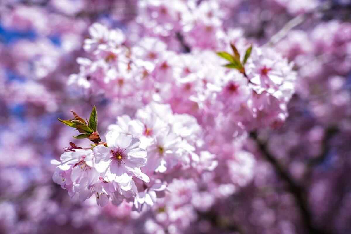 fioritura dei ciliegi dove vederla