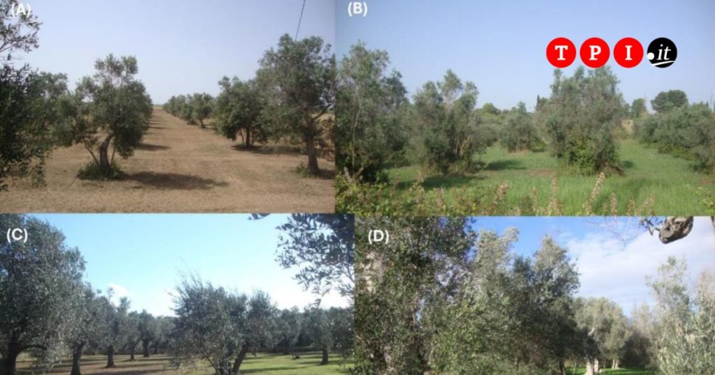 Xylella, il prof Scortichini a TPI: “Abbattere gli ulivi malati era una follia, ora i fatti mi danno ragione”