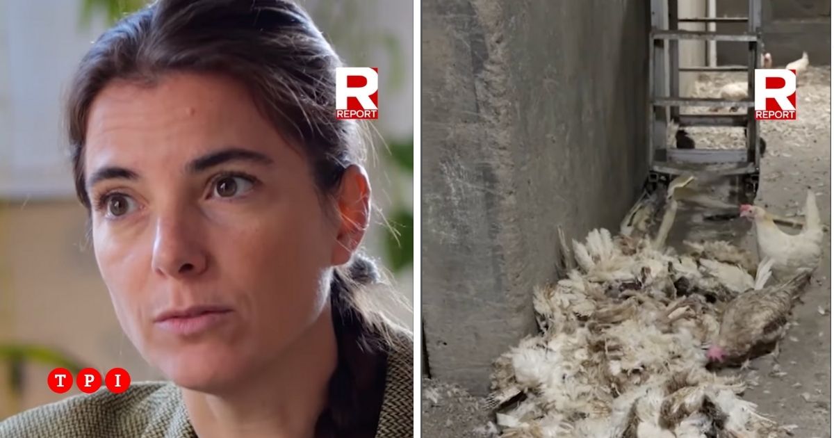 violazioni e carenze strutturali di biosicurezza il vero volto dell8217aviaria svelato da report da Tpi.it violazioni e carenze strutturali di biosicurezza il vero volto dell8217aviaria svelato da report