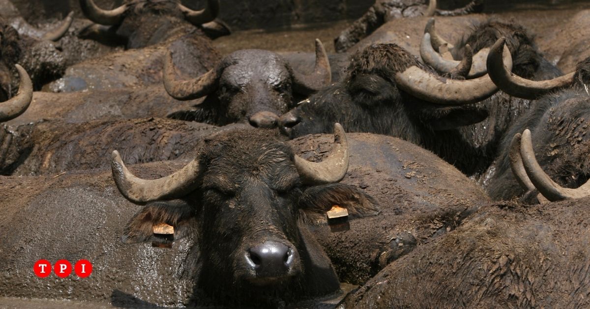 anche le bufale ascoltano i brani del festival di sanremo 2026 cos236 producono pi249 latte da Tpi.it anche le bufale ascoltano i brani del festival di sanremo 2026 cos236 producono pi249 latte