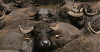 Immagine di copertina