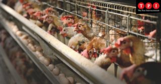 Immagine di copertina