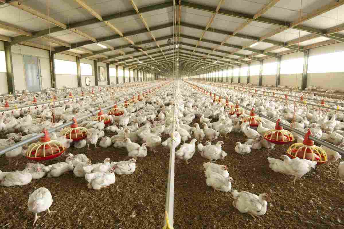 white striping cosa sono