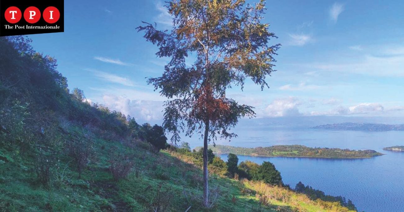 piantare le radici nel futuro con neya mundys punta sulla riforestazione per compensare le emissioni da Tpi.it piantare le radici nel futuro con neya mundys punta sulla riforestazione per compensare le emissioni