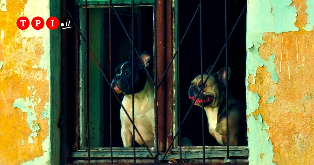 palermo 100 cani sequestrati a una coppia di accumulatori di animali da Tpi.it palermo 100 cani sequestrati a una coppia di accumulatori di animali