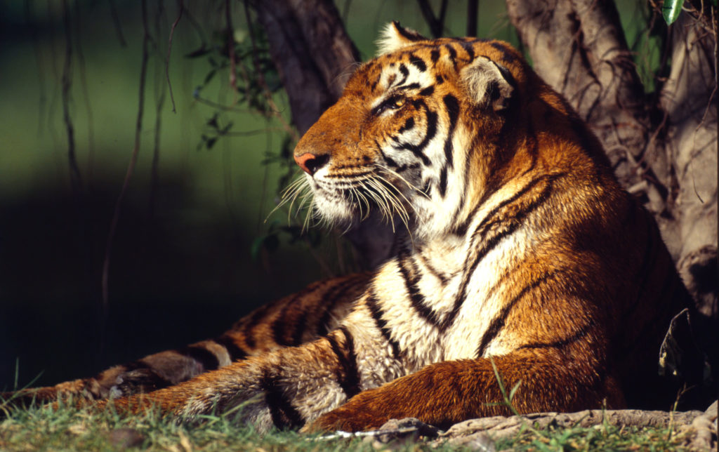 il wwf italia compie 60 anni una tappa importante verso sfide sempre pi249 grandi da Tpi.it il wwf italia compie 60 anni una tappa importante verso sfide sempre pi249 grandi