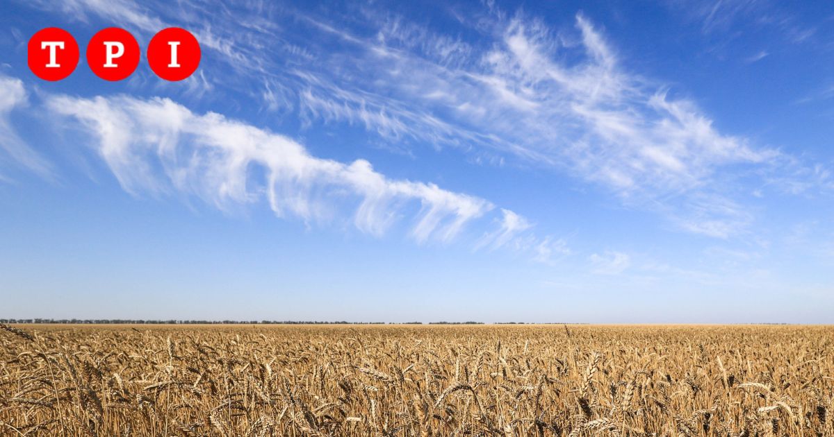 Un’agricoltura che produce di più, ma con meno agricoltori: è davvero questa l’Europa che vogliamo?